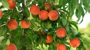 Работники предприятия, которому разрешено поставлять фрукты в Россию, готовы поручиться за качество продукции