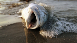 Тонны мёртвой рыбы всплыли у берегов города Тяньцзинь