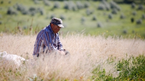 Фермеров села Дороцкая лишили доступа к их земельным участкам: теперь люди на грани банкротства