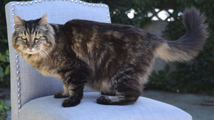 Кота Вельвета из США признали самым старым на планете