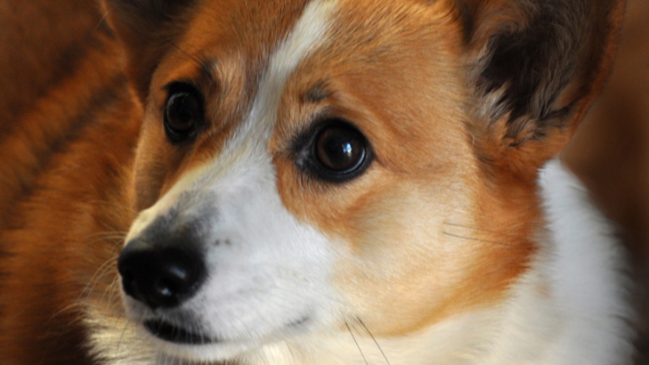 Собака сорвала план побега заключенных из греческой тюрьмы