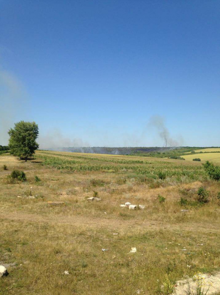 В Шолданештском поле загорелась трава 