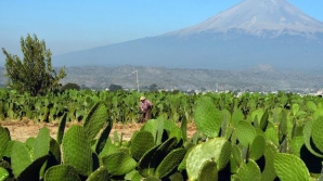 В Мексике научились производить биотопливо из кактусов