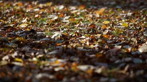 23 сентября в Кишиневе и Комрате ожидается до 30 градусов тепла