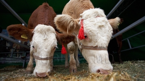 Аграрный университет объявил о создании собственной фермы
