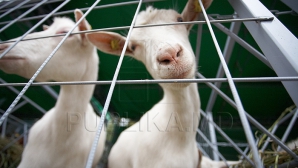 Волки только за неделю задрали не менее 23 коз в Тараклийском районе