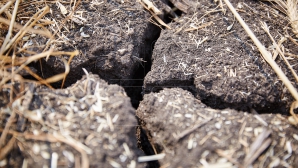 Молдавские синоптики объявили минувшее лето самым засушливым за последние 30 лет