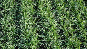 Сильные дожди, выпавшие на прошлой неделе, спасли озимые культуры