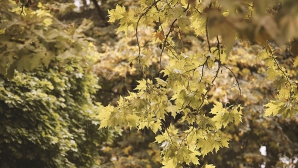 На севере Молдовы 18 октября ожидается до +13