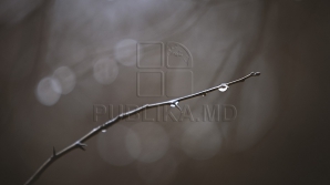 Новость о заморозках напугала жителей молдавских сел