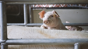 В Молдове объявлена угроза африканской свиной чумы