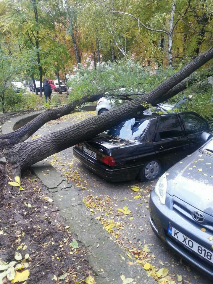 Рухнувшее дерево повредило четыре автомобиля в столице (ФОТО)