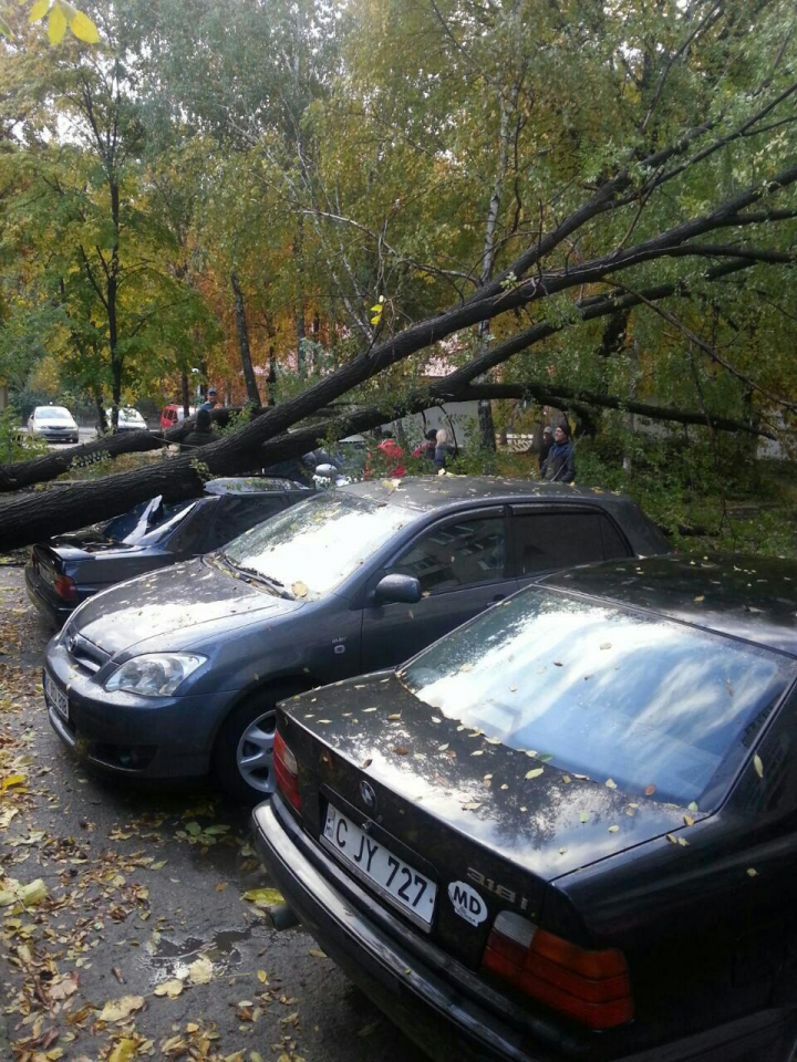 Рухнувшее дерево повредило четыре автомобиля в столице (ФОТО)