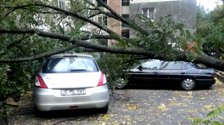 Рухнувшее дерево повредило четыре автомобиля в столице (ФОТО)