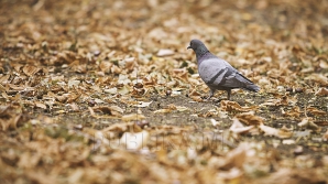 В Молдове 5 ноября ожидается до +17 градусов