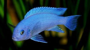 Ученые: эволюция не всегда идет на пользу