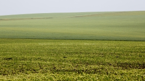 Теплый ноябрь способствует хорошему урожаю озимых