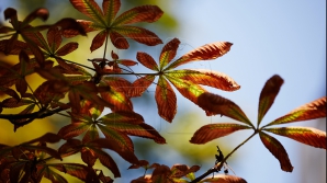 Метеорологи: 2015 год может стать самым тёплым за всю историю