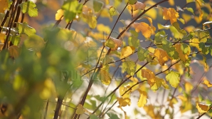 В столице 6 ноября ожидается до 12 градусов тепла