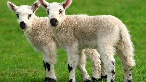 В Китае построят гигантскую фабрику по клонированию животных