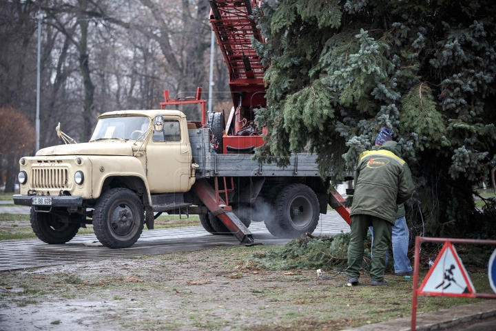 В столице нарядили главную ёлку страны (ФОТОРЕПОРТАЖ)