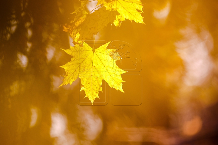 Яркая палитра молдавской осени (ФОТО)