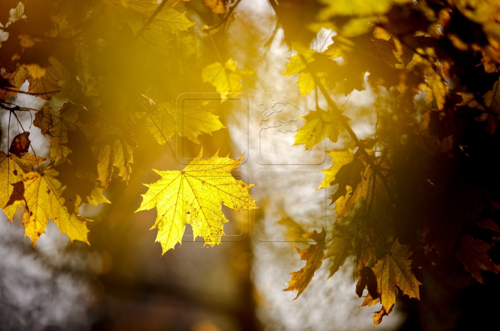 Яркая палитра молдавской осени (ФОТО)