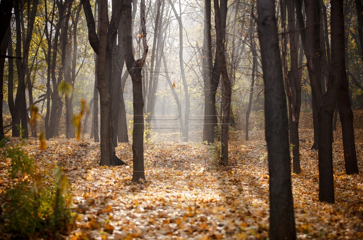 Яркая палитра молдавской осени (ФОТО)