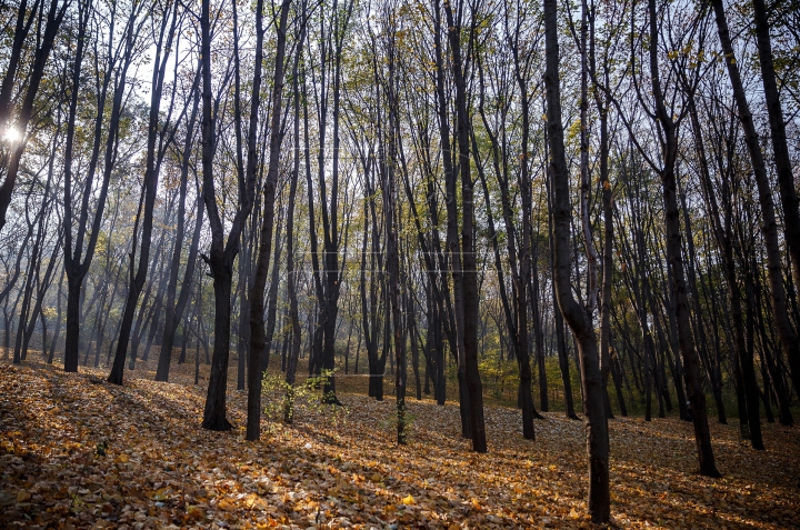 Яркая палитра молдавской осени (ФОТО)