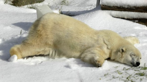 Повара-полярника обвинили в жестоком убийстве медведицы (ВИДЕО 18+)