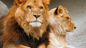 Ночевку в загоне со львами предложат посетителям Лондонского зоопарка