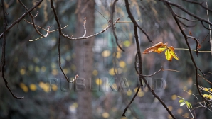 6 декабря в Молдове будет до 10 градусов тепла