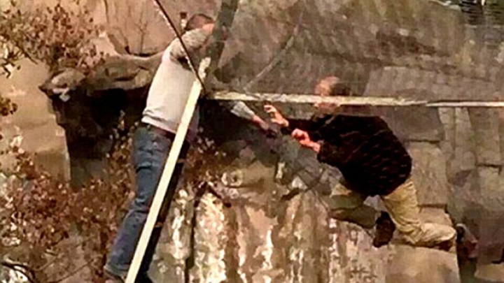 Китаец прыгнул в вольер с тигром (ВИДЕО)