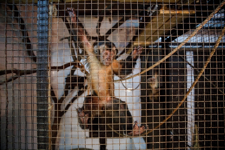 Кишиневский зоопарк подготовился к зиме (ФОТО/ВИДЕО)