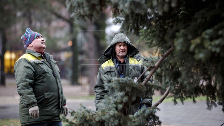 В российском городе установили ёлку фаллической формы (ФОТО)