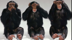 Дрессировщики о годе Обезьяны с профессиональной точки зрения