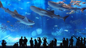 Посетители сеульского аквариума стали свидетелями каннибализма среди акул