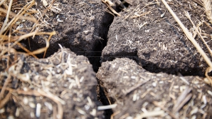 Из-за засухи урожай сельхозпродукции снизился почти на 14% в 2015 году