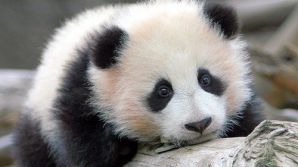 Мама-панда учит малыша забираться на дерево (ВИДЕО)