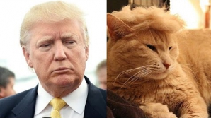 Новый хит соцсетей: коты с челкой Дональда Трампа (ФОТО)
