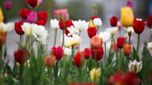 Накануне Дня святого Валентина ощутимо выросли продажи цветов