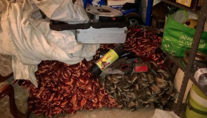 Трое граждан Молдовы крали медь в Италии