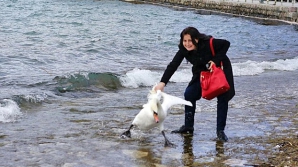 Туристка замучила до смерти белого лебедя из-за фотографии