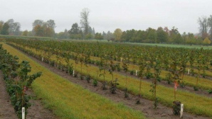 Волонтеры из Унген высадили 450 саженцев лесного ореха