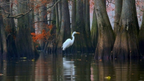 Чилийские пожары угрожают тысячелетним кипарисам