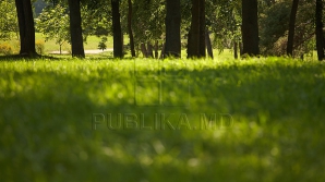 Штрафы за незаконную вырубку леса хотят увеличить в пять раз