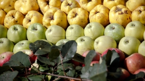 Молдавскую продукцию запретили ввозить в Россию через Белоруссию