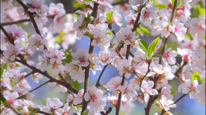 Фермеры рискуют потерять часть урожая фруктов из-за ночных заморозков