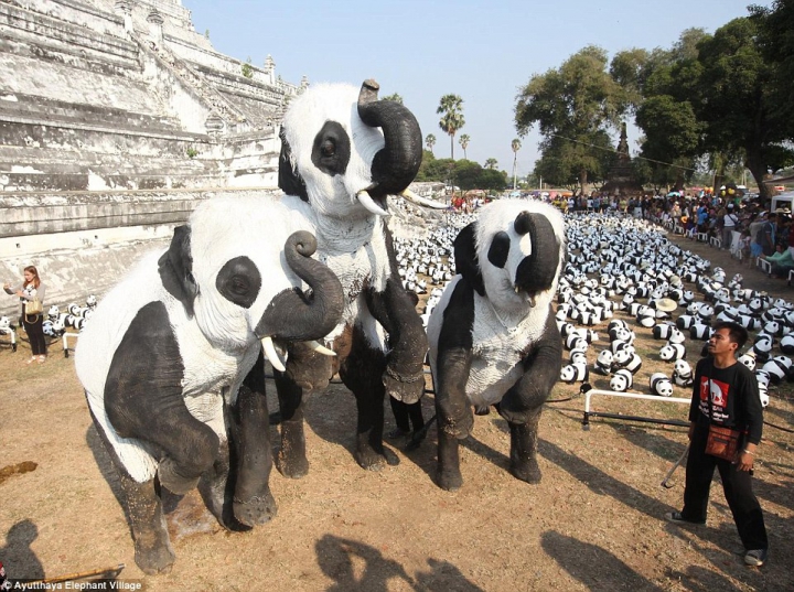 Слонов из таиландского заповедника «превратили» в панд (ФОТО)