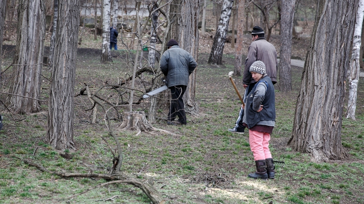 В Молдове приостановили все виды вырубки леса в период действия ЧП